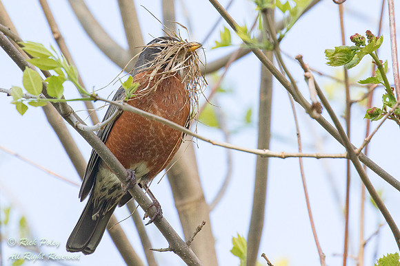 American Robin (Turdus migratorius) With Nesting Materials, East