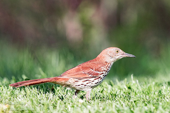 Brown Thrasher (Toxostoma rufum), Maumee Bay SP, OH