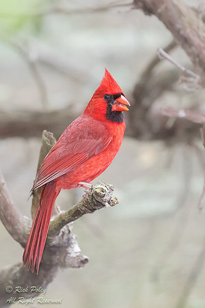 Northern Cardinal (Cardinalis cardinalis), OH