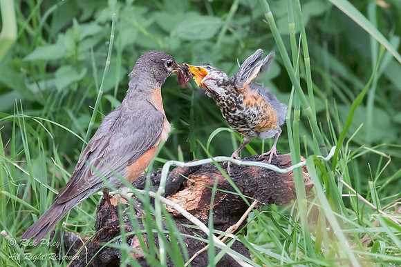 American Robin (Turdus migratorius) Feeding Fledgling, Ridgway S
