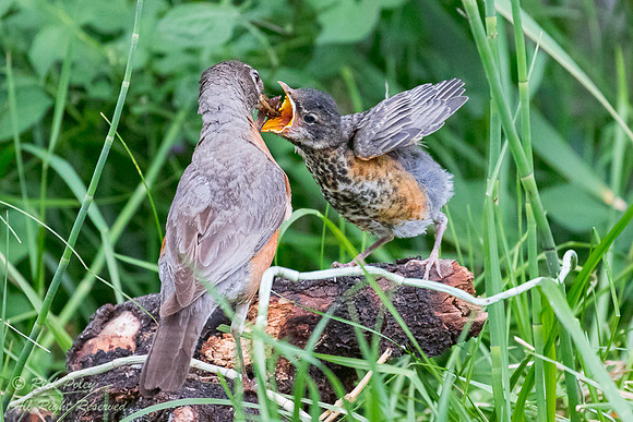 American Robin (Turdus migratorius) Feeding Fledgling, Ridgway S