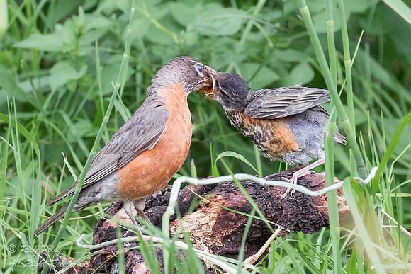 American Robin (Turdus migratorius) Feeding Fledgling, Ridgway S