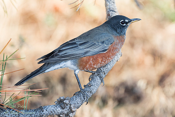 American Robin (Turdus migratorius), CO