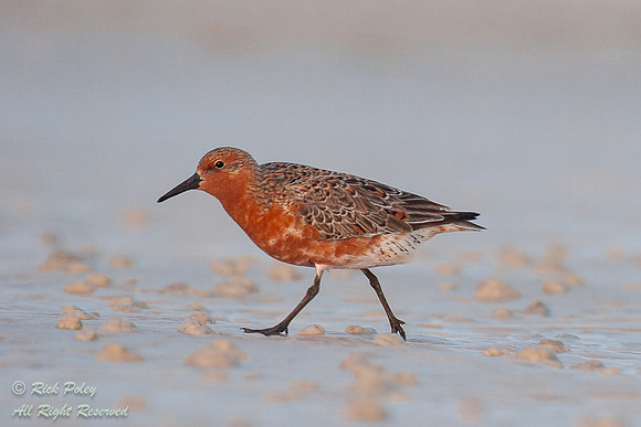 Red Knot (Calidris canutus) With Adult Breeding Plumage, Fort De