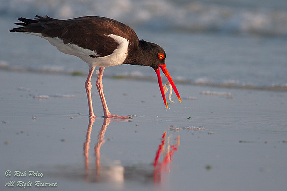 American Oystercatcher (Haematopus palliatus) Feeding on Marine