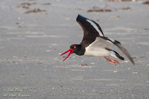 American Oystercatcher (Haematopus palliatus) Calling in Flight,