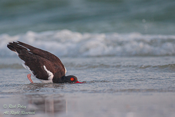 American Oystercatcher (Haematopus palliatus) Foraging in Surfli