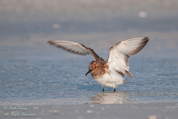Sanderling (Calidris alba) Drying Wings After Bathing, Fort De S
