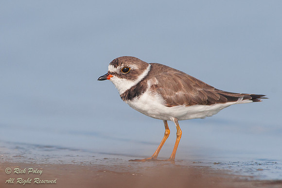 Semipalmated Plover (Charadrius semipalmatus) Foraging Fort De S