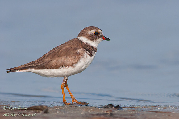 Semipalmated Plover (Charadrius semipalmatus) Foraging Fort De S