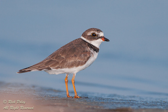Semipalmated Plover (Charadrius semipalmatus) Foraging Fort De S