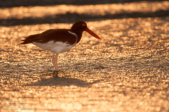 American Oystercatcher (Haematopus palliatus), Fort De Soto Park