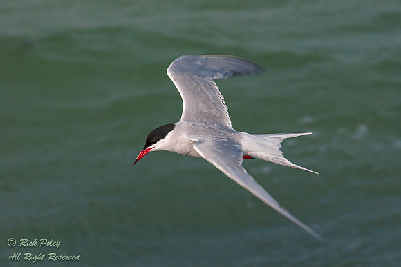 Common Tern (Sterna hirundo) in Flight; Fort Desoto Park, Tierra