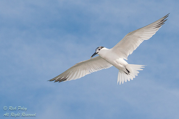 Sandwich Tern (Sterna sandvicensis) in Flight, Fort De Soto Park