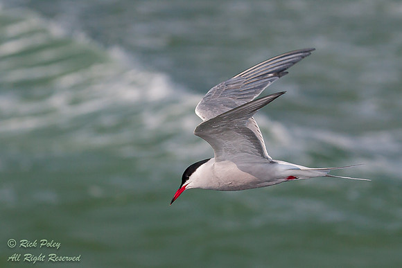 Common Tern (Sterna hirundo) in Flight; Fort Desoto Park, Tierra