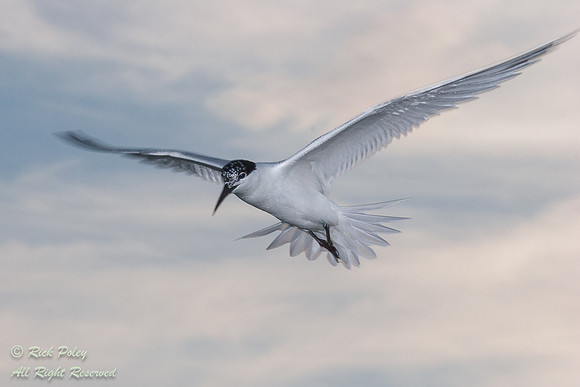 Sandwich Tern (Sterna sandvicensis) in Flight, Fort De Soto Park