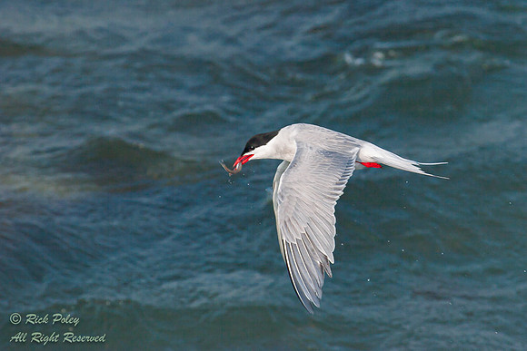 Common Tern (Sterna hirundo) in Flight With a Fish; Fort Desoto