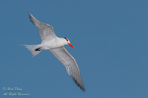 Royal Tern (Sterna maxima) in Flight, Fort De Soto Park,  Tierra