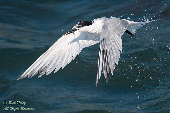 Sandwich Tern (Sterna sandvicensis) Captures a Small Fish, Fort