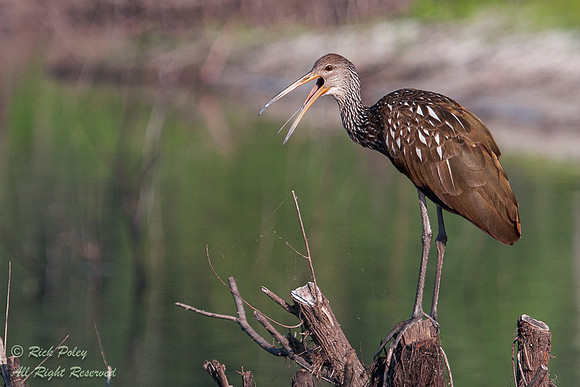 Limpkin (Aramus guarauna), Tom Lake, Pasco County, FL