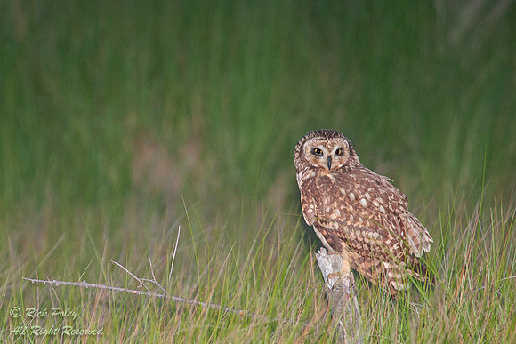 Female Northern Short-eared Owl (Asioi flammeus), Fort De Soto P