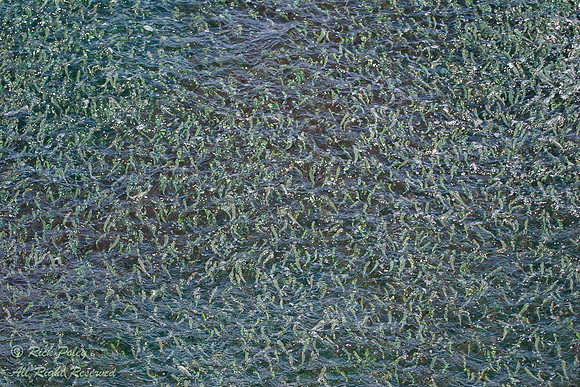 Schooling Baitfish, Fort De Soto Park, FL
