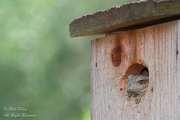 Cuban Treefrog (Osteopilus septentrionalis) in a Birdnnest Box,