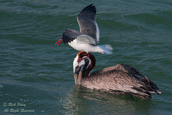 Laughing Gull (Larus atricilla) on Brown Pelican (Pelecanus occi
