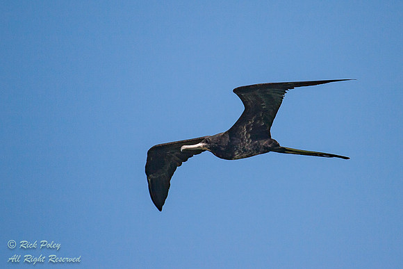 Male Magnificent Frigatebird (Fregata magnificens), in Flight, F