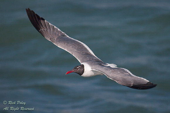 Laughing Gull (Larus atricilla) in Flight, Fort De Soto Park, FL