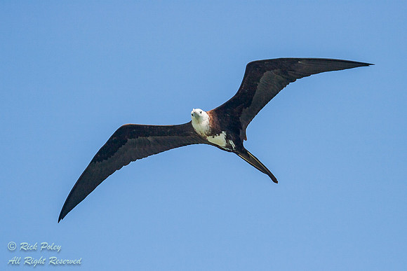 Female Magnificent Frigatebird (Fregata magnificens), in Flight,