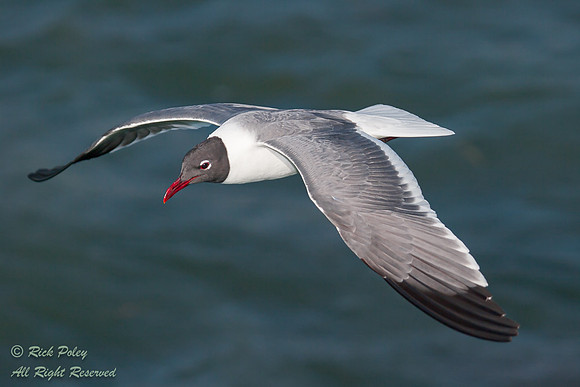Laughing Gull (Larus atricilla) in Flight, Fort De Soto Park, FL