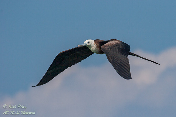 Juvenile Magnificent Frigatebird (Fregata magnificens), in Fligh