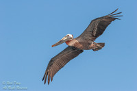 Brown Pelican (Pelecanus occidentalis) in Flight, Fort De Soto P