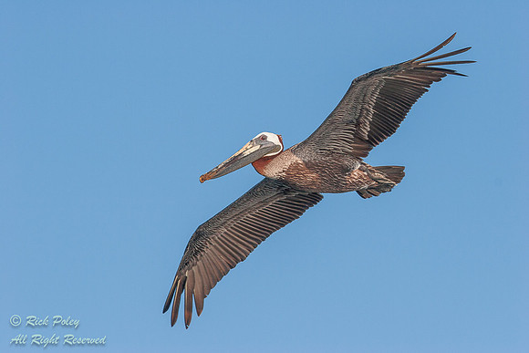 Brown Pelican (Pelecanus occidentalis) in Flight, Fort De Soto P