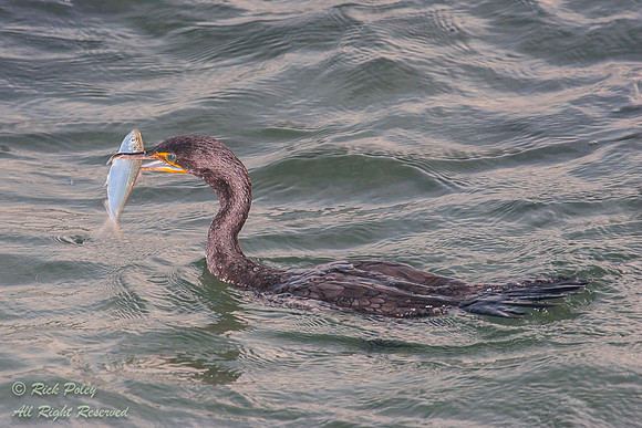 Double-crested Cormorant (Phalacrocorax auritus) With a Fish, Fo