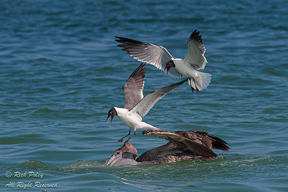 Laughing Gulls (Larus atricilla) on Brown Pelican (Pelecanus occ