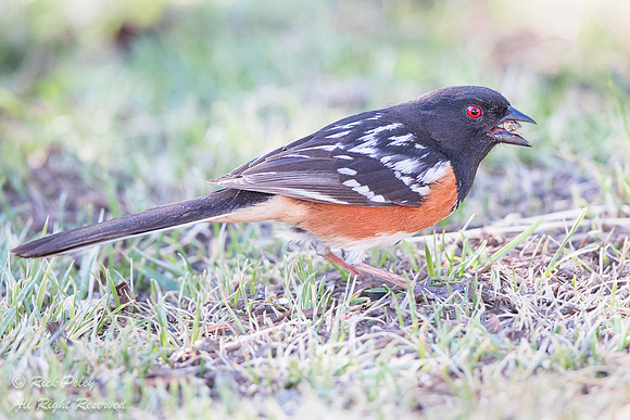 Spotted Towhee (Pipilo maculatus) Foraging on the Ground, Sandov