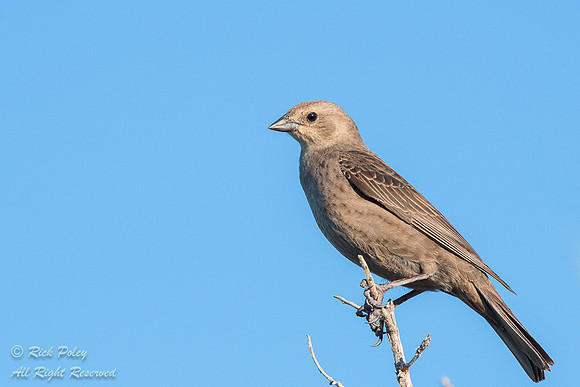 Female Brown-headed Cowbird (Molothrus ater), NM