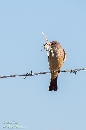 Say's Phoebe (Sayornis saya) With a Grasshopper