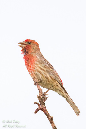 Male House Finch (Haemorhous mexicanus) Singing, NM
