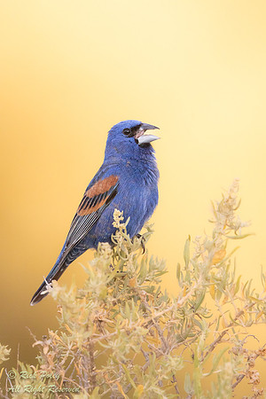 Singing Male Blue Grosbeak (Passerina caerulea), Sandoval County