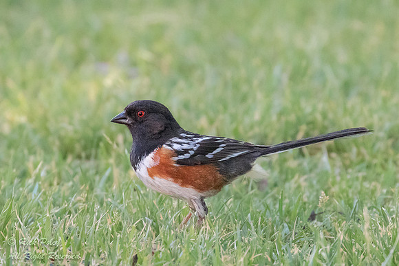 Spotted Towhee (Pipilo maculatus), NM