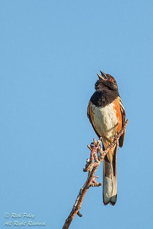 Singing Spotted Towhee (Pipilo maculatus), NM