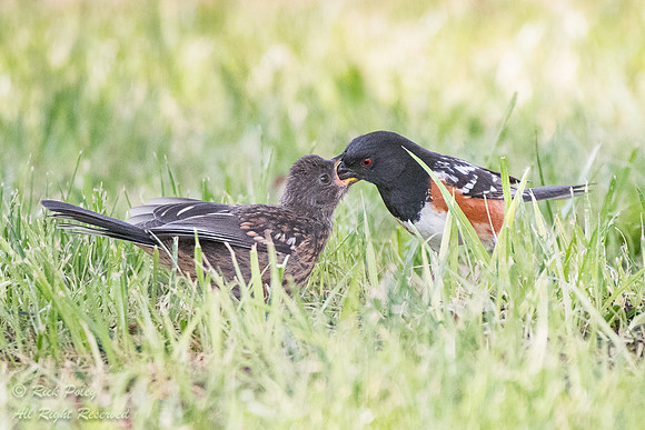 Spotted Towhee (Pipilo maculatus) Feeding Fledgling, Sandoval Co