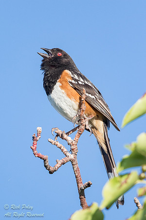 Singing Spotted Towhee (Pipilo maculatus), NM