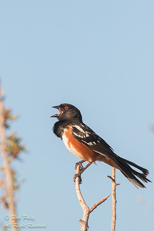 Singing Spotted Towhee (Pipilo maculatus), NM