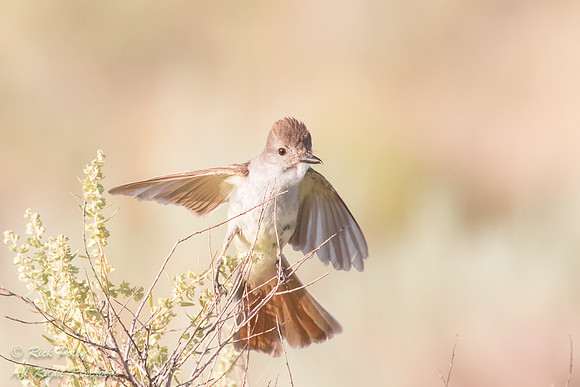 Ash-throated Flycatcher (Myiarchus cinerascens), Sandoval County