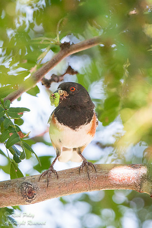 Spotted Towhee (Pipilo maculatus) Returning to Nest With Food, N