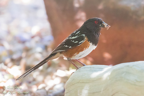Spotted Towhee (Pipilo maculatus), NM